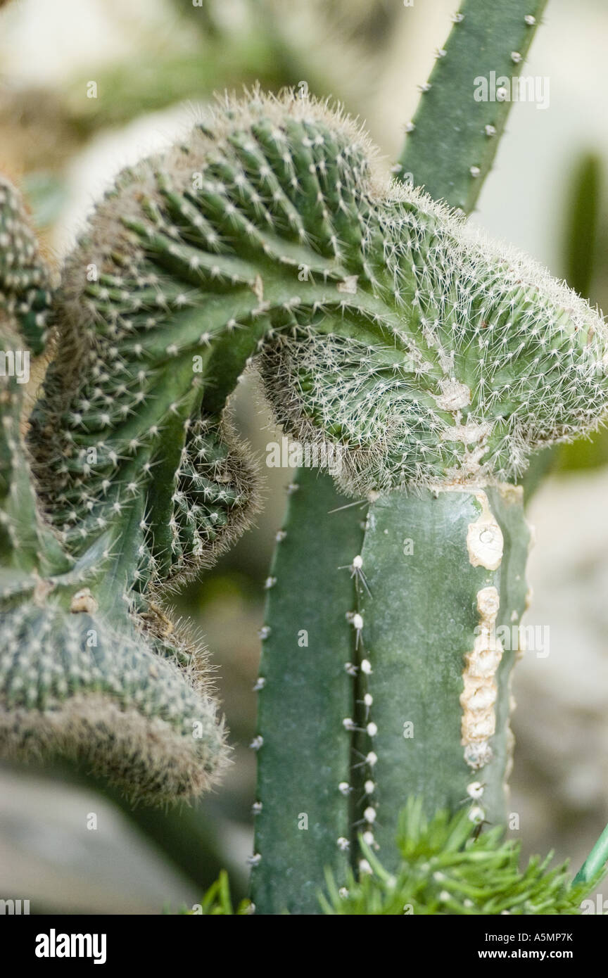cactus - Echinocereus pentalophus var. procumbens, cactaceae Stock Photo