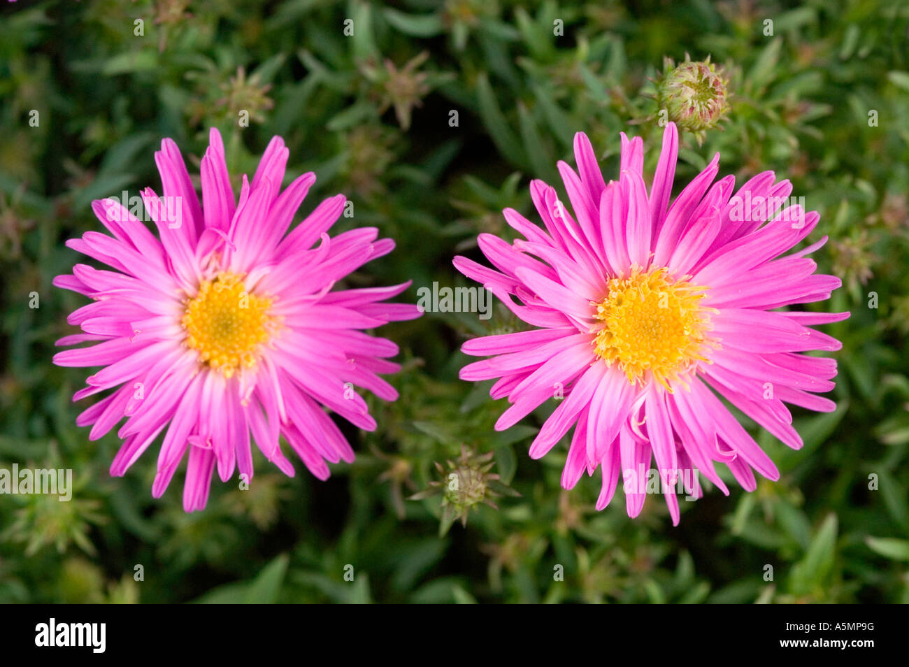 Pair of yellow pink violet flowers of Aster Novi-Belgii var LITTLE PINK LADY Stock Photo