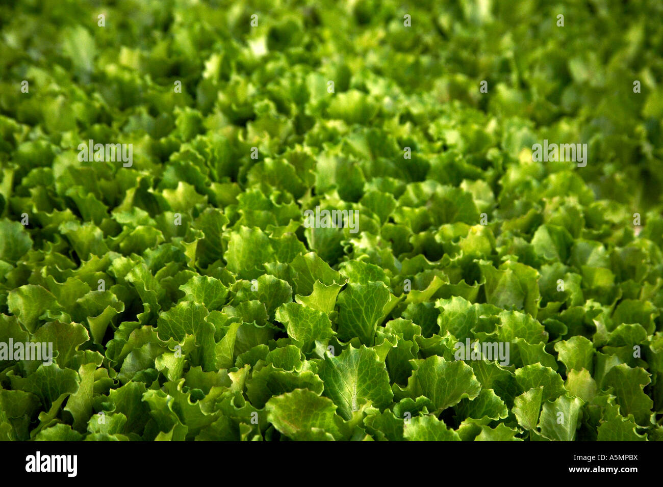 Fresh lettuce wilt hires stock photography and images Alamy