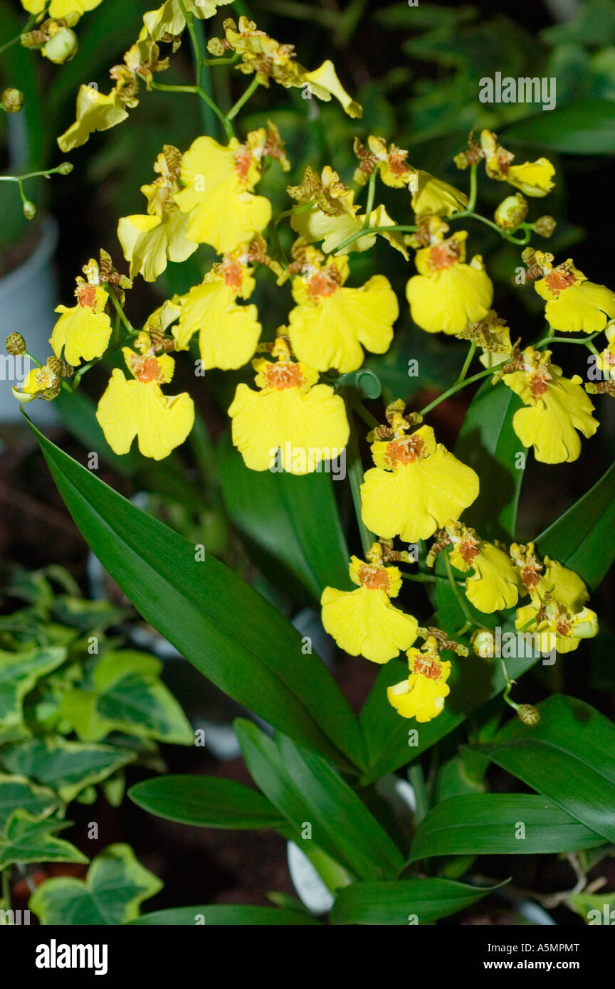Yellow Stenoglottis longifolia orchid flower close up Stock Photo