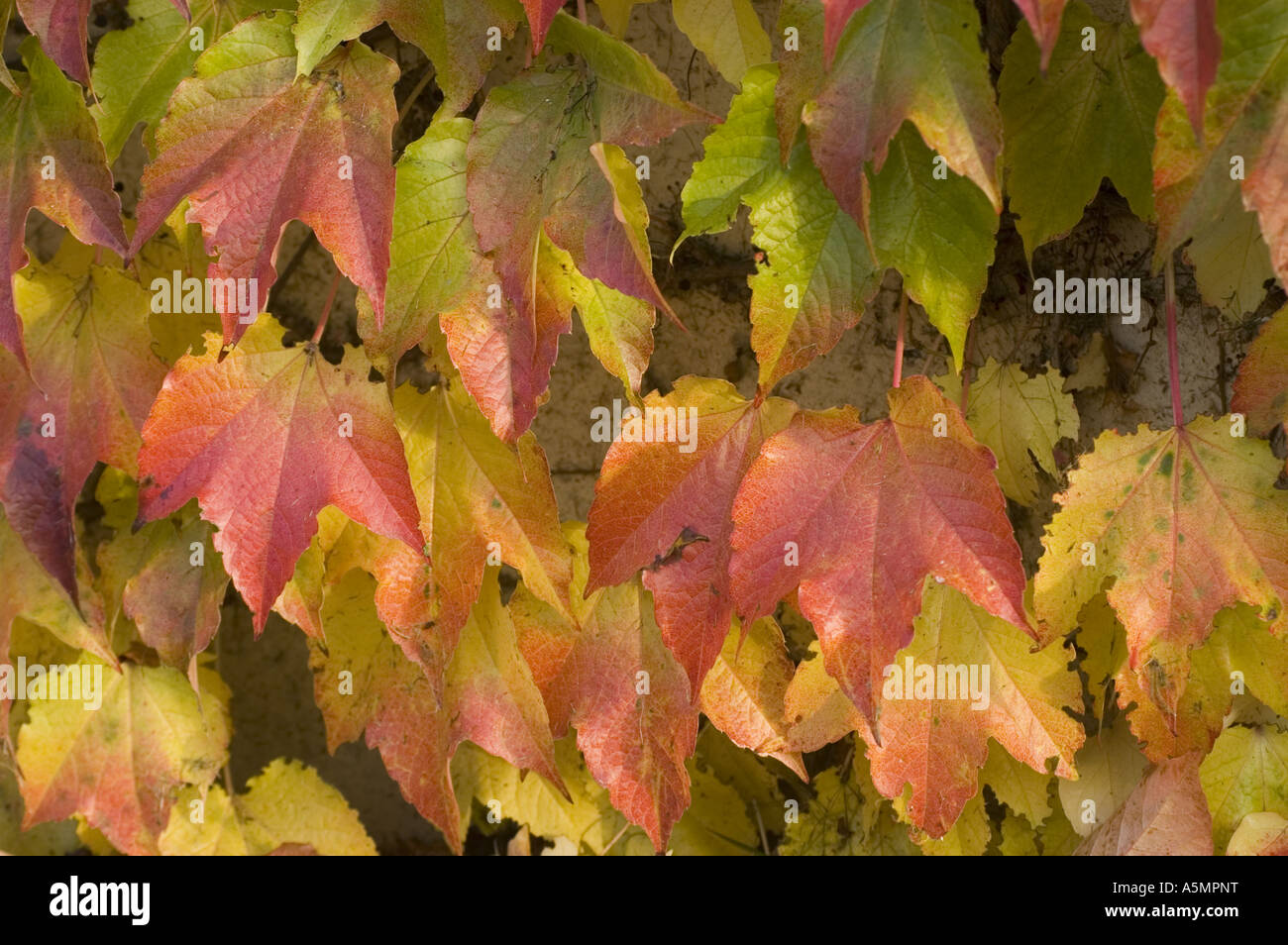 Yellow red leaves of of Japanese Ivy or Boston ivy Vitaceae Parthenocissus tricuspidata Veitchii, Autumn, Fall Stock Photo
