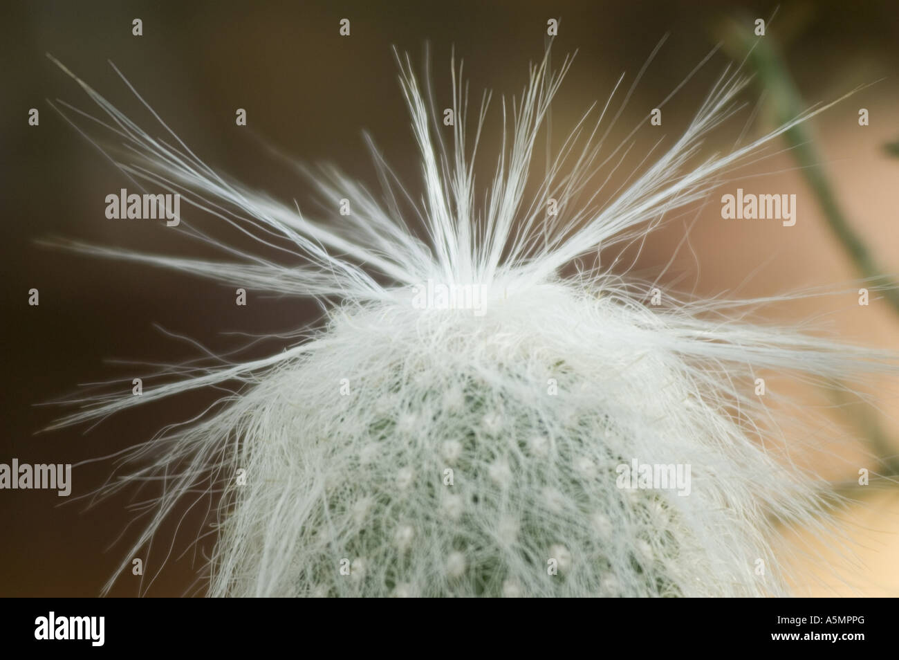 Cactus hair hi-res stock photography and images - Alamy