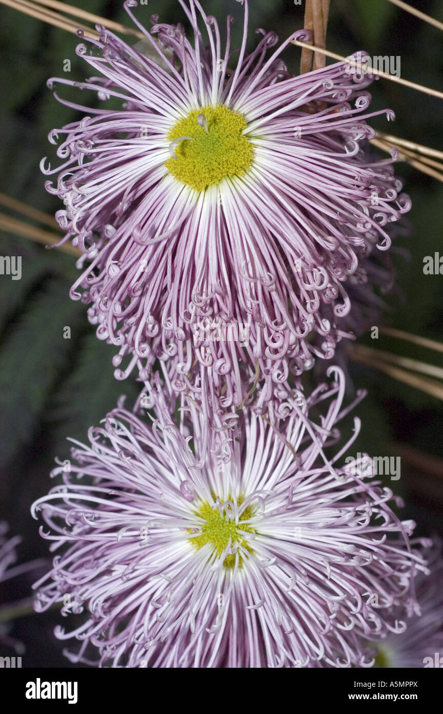 Pair of Yellow pink violet chrysanthemum flower close up - Kiko Stock ...