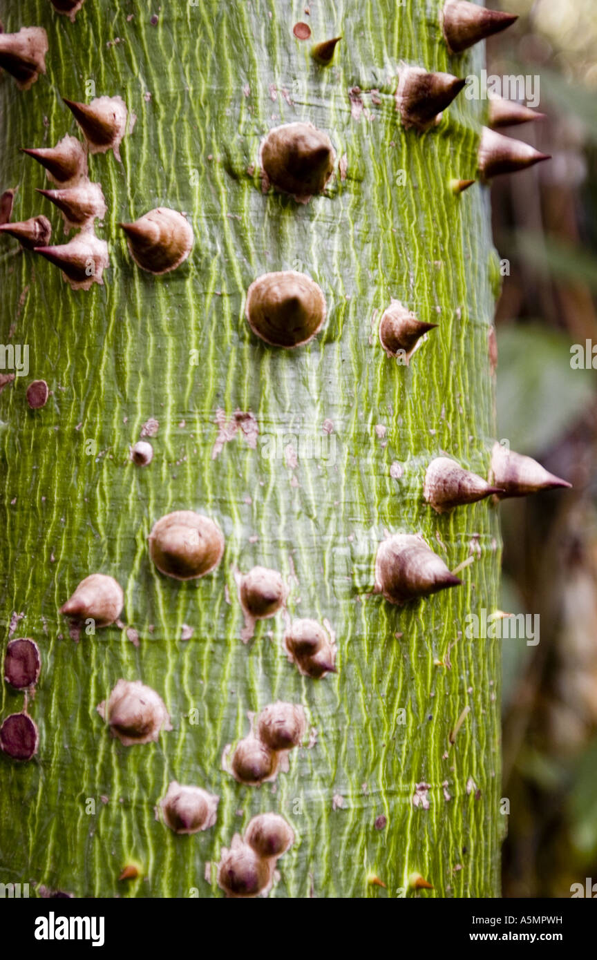 Kapok tree africa hires stock photography and images Alamy