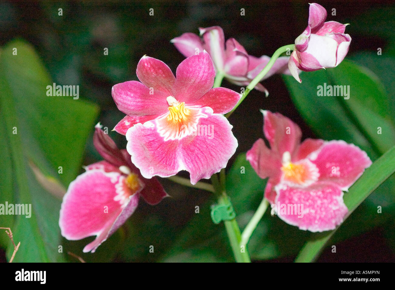 Tropical plant bright pink flowers hi-res stock photography and images ...