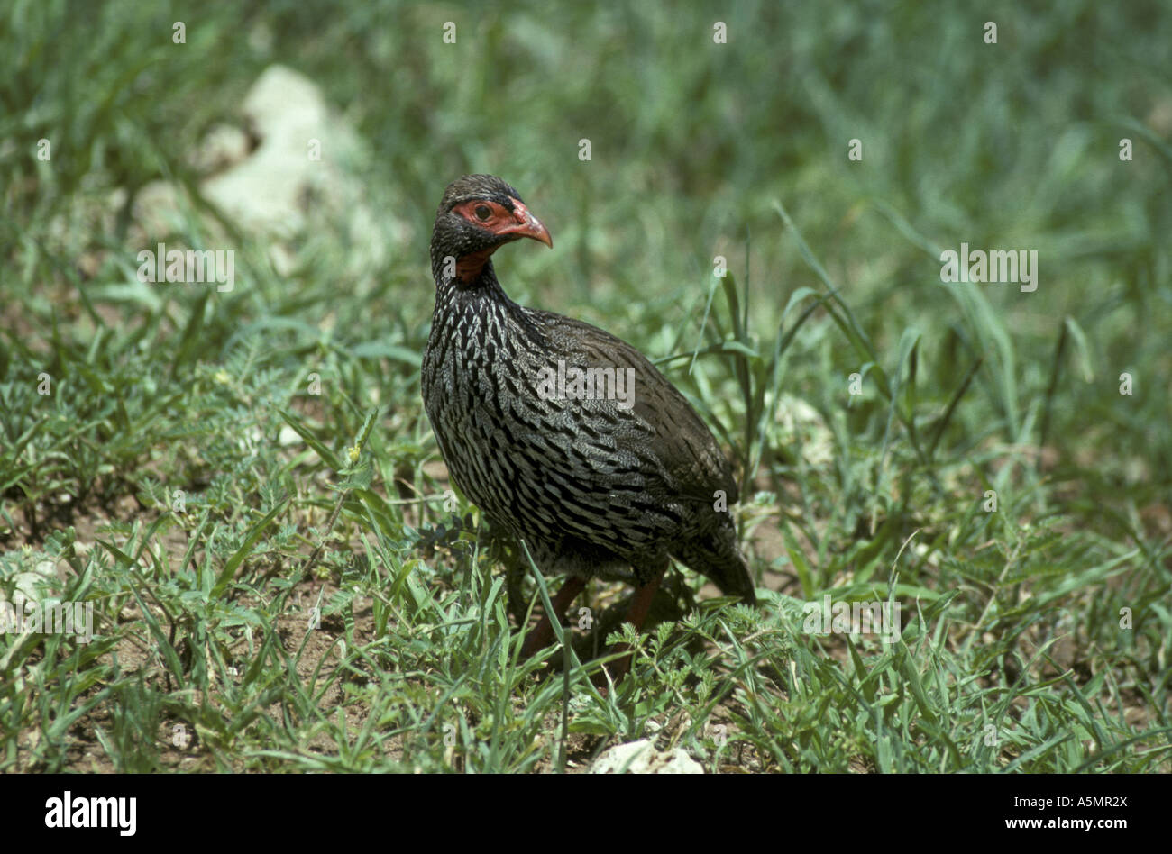 Francolin Red necked Francolinus afer Tanzania Stock Photo