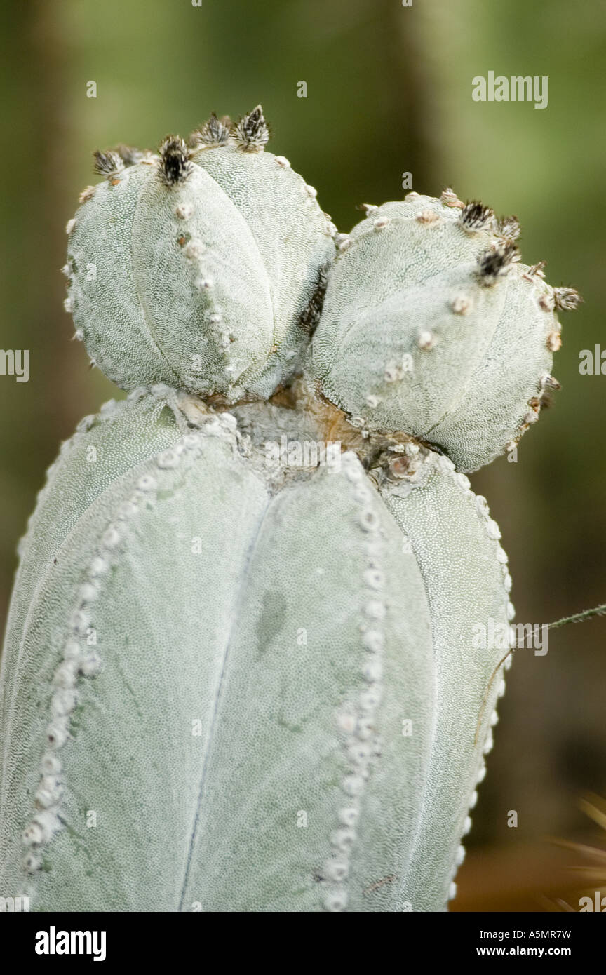 Macro view of Astrophytum Myriostigma v. Columnare cactus, showing unique  ribbed texture and white flecks, native to Mexico Stock Photo - Alamy