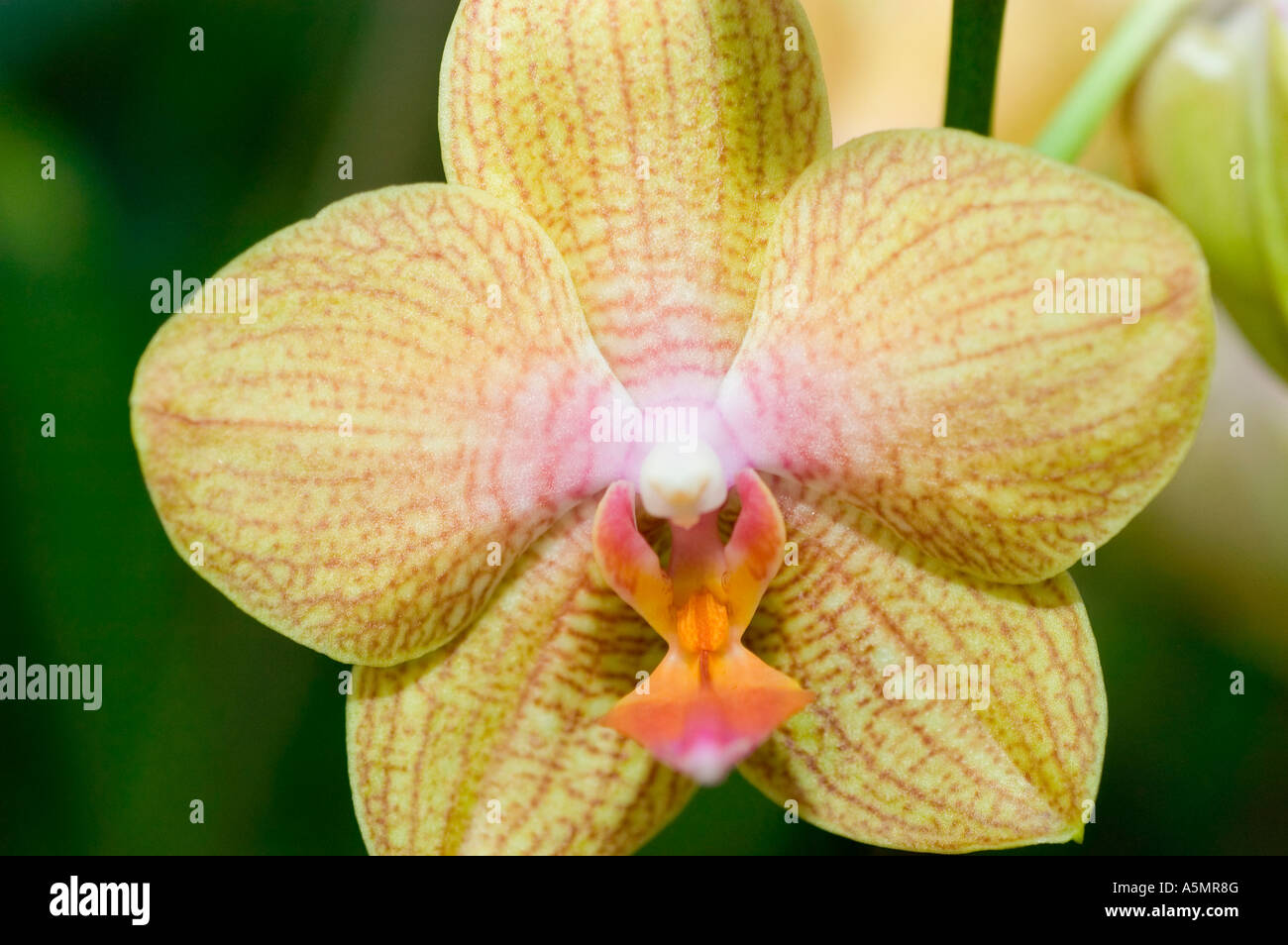 Yellow orchid flower close up Laeliocattleya Yellow Bird Stock Photo