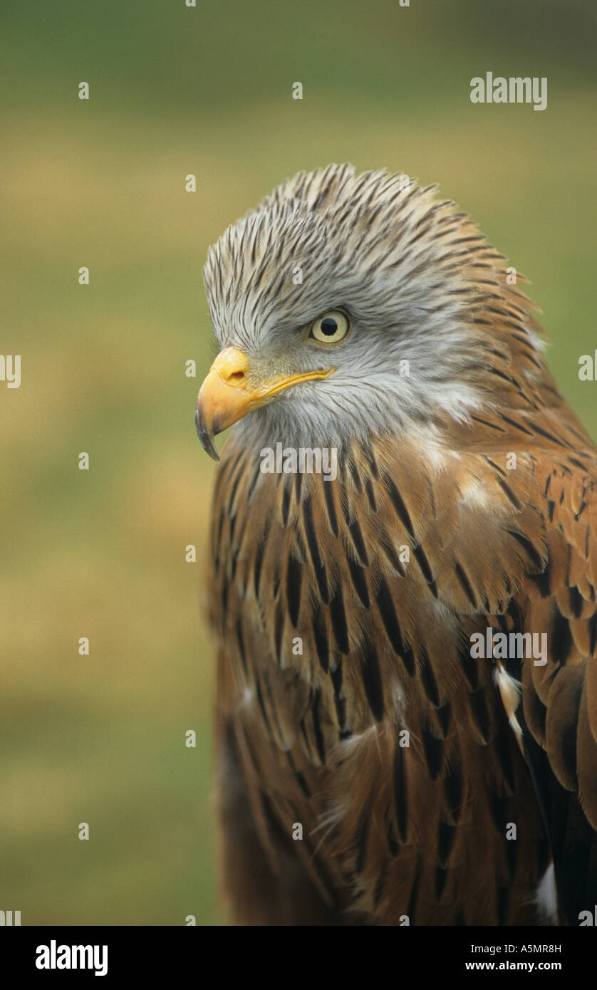 Red Kite Milvus milvus Head of adult Stock Photo