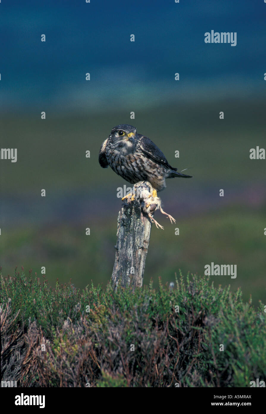 Merlin Falco columbarius Male perched on post with prey in talon ...