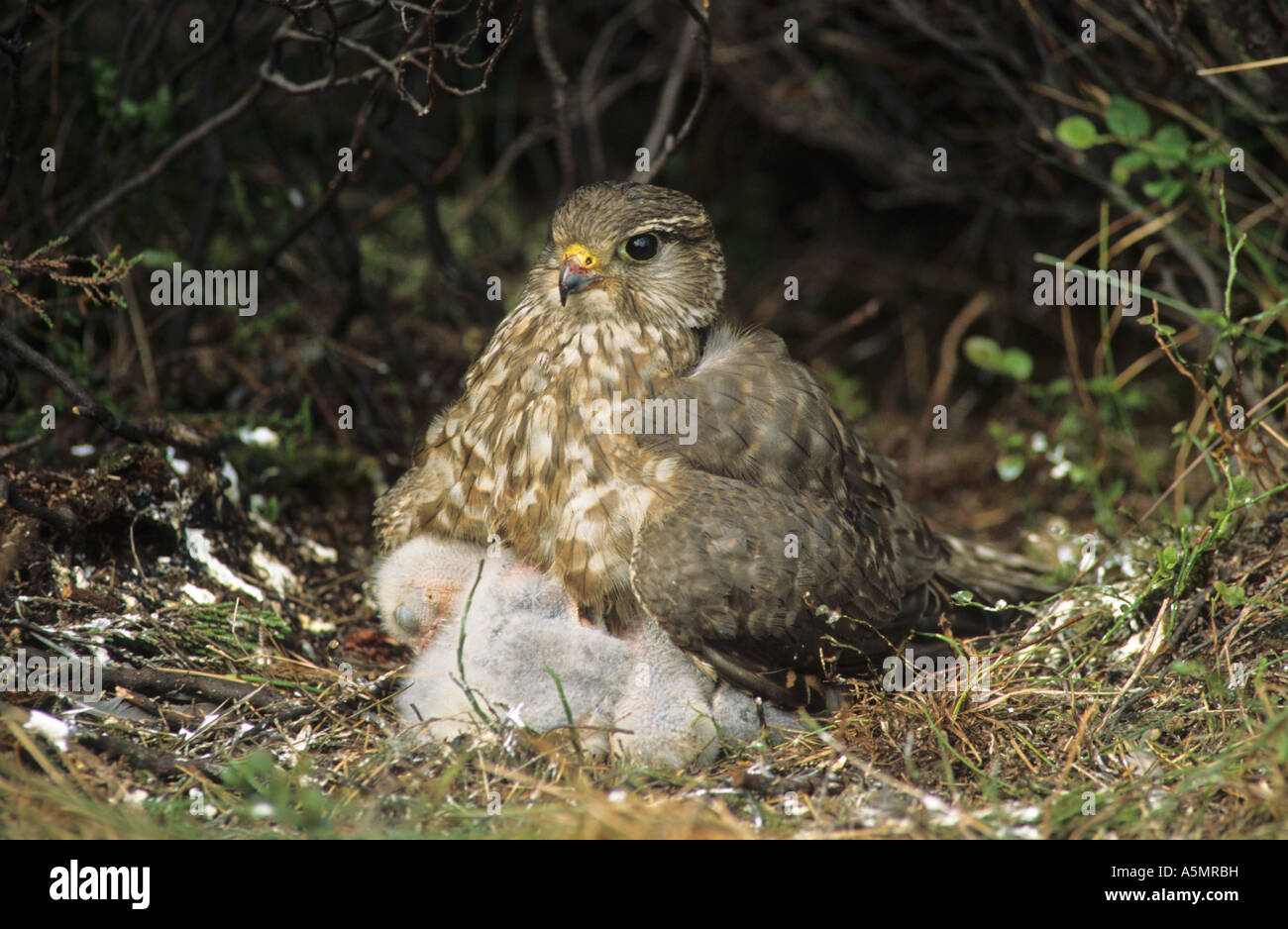 Merlin Falco columbarius Female brooding young Stock Photo - Alamy