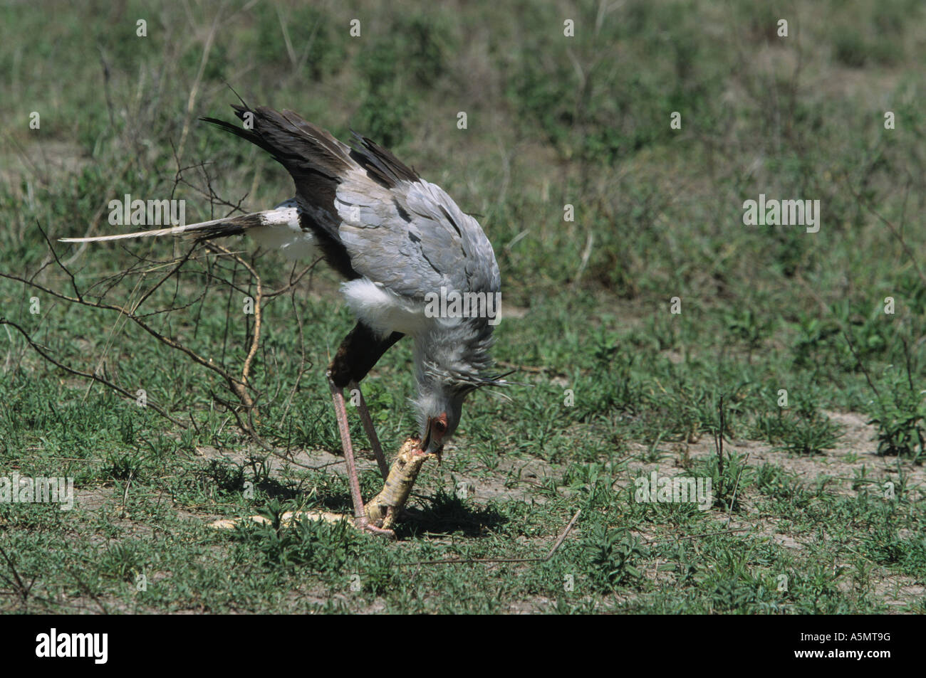 Secretary Bird Sagittarius serpentarius Eating Puff Adder Tanzania
