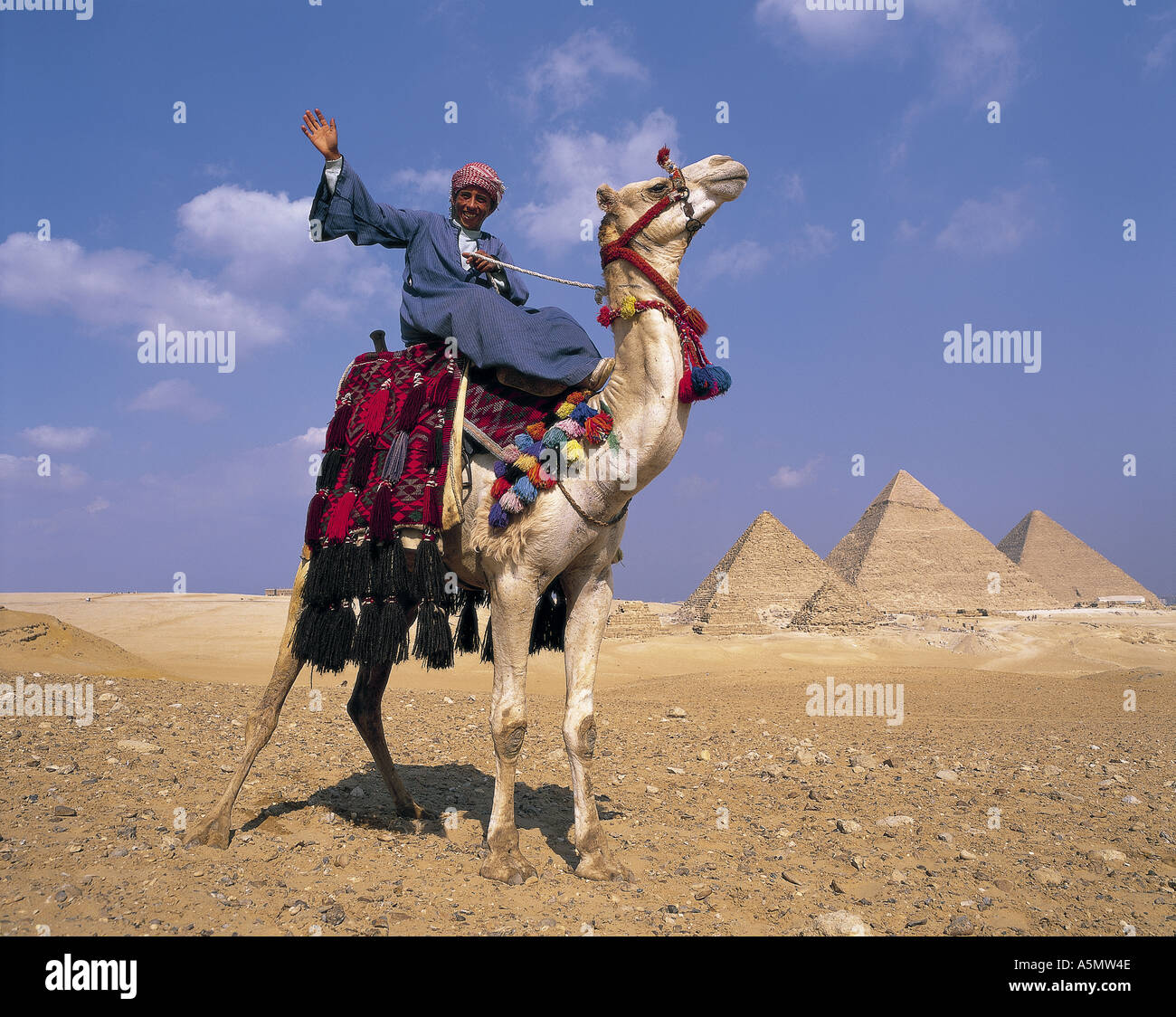 Camel rides for tourists at Giza pyramids Cairo Egypt Stock Photo