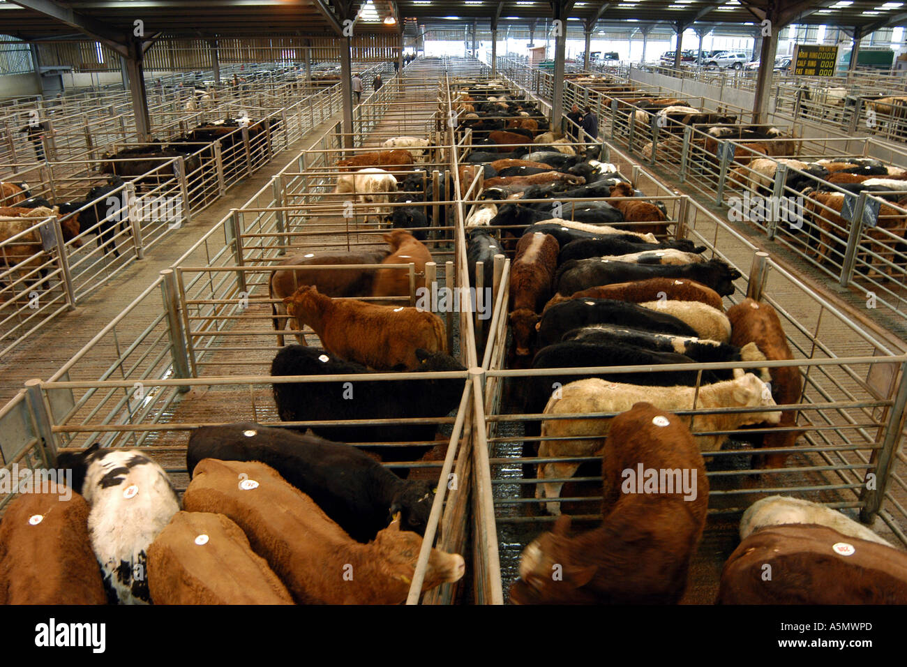 Cattle pens uk hi-res stock photography and images - Alamy