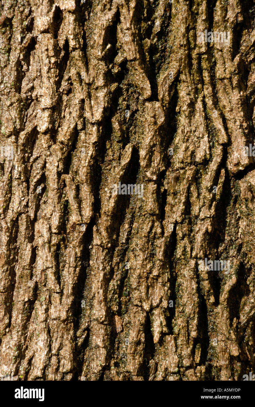 a closeup of bark on a Maple tree Stock Photo