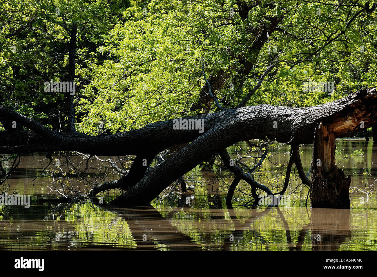 Spring storms take a toll on trees in Mother Neff State Park Stock Photo