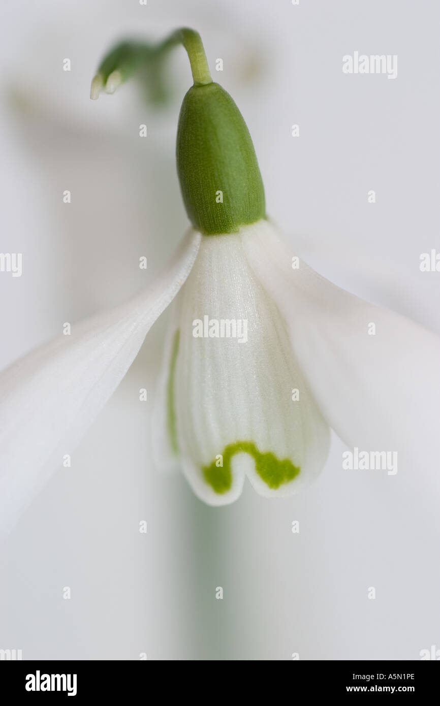 SNOWDROP GALANTHUS VAR ELWESII IN EXTREME CLOSE UP SHOWING MARKING ON INNER TEPAL Stock Photo