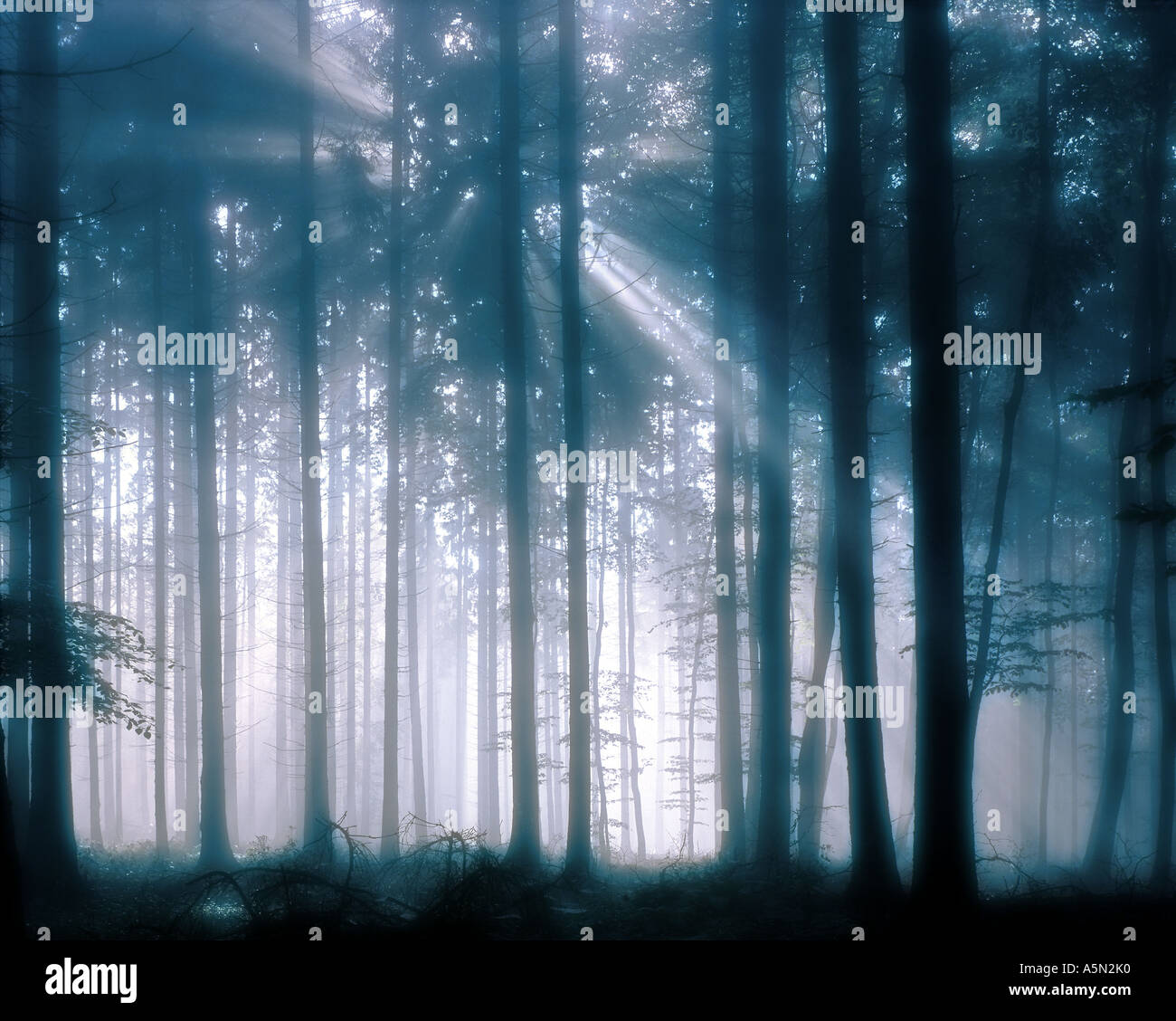 Into the woods hi-res stock photography and images - Alamy