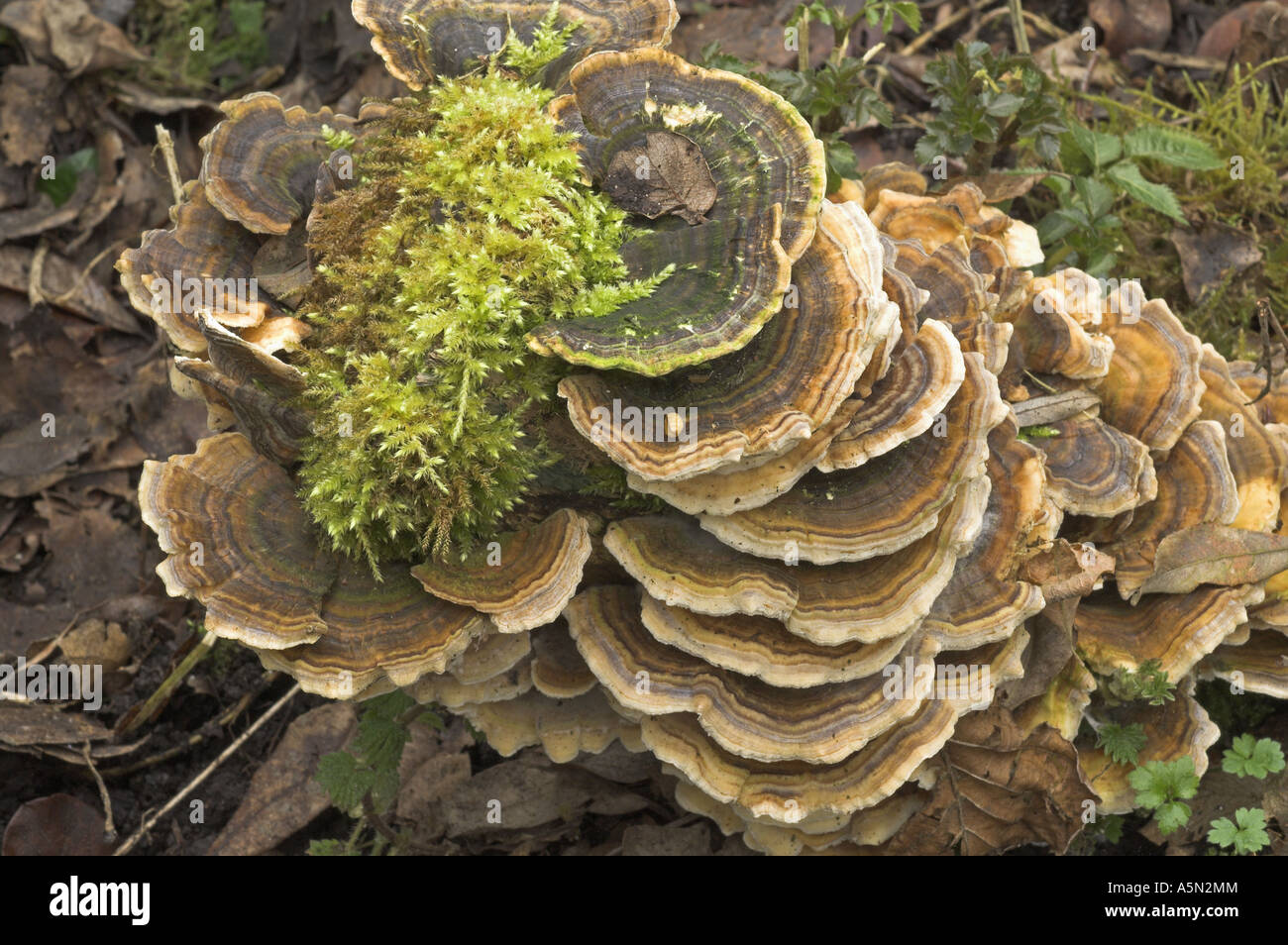 Bracket fungus trametes spp abstract study of fruiting bodies growing on alder stump Norfolk UK February Stock Photo
