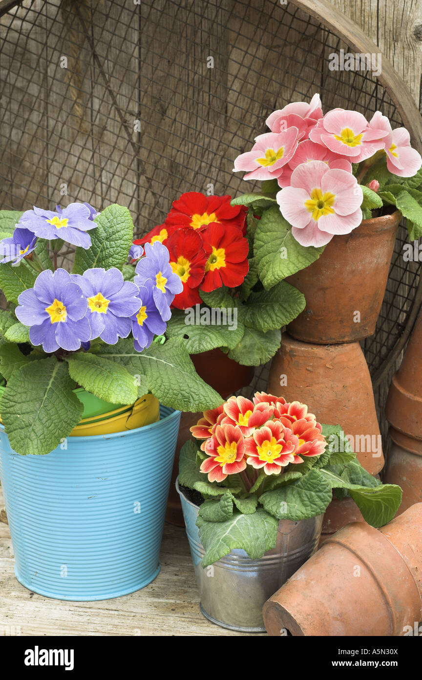 polyanthus still life in rustic garden setting Stock Photo