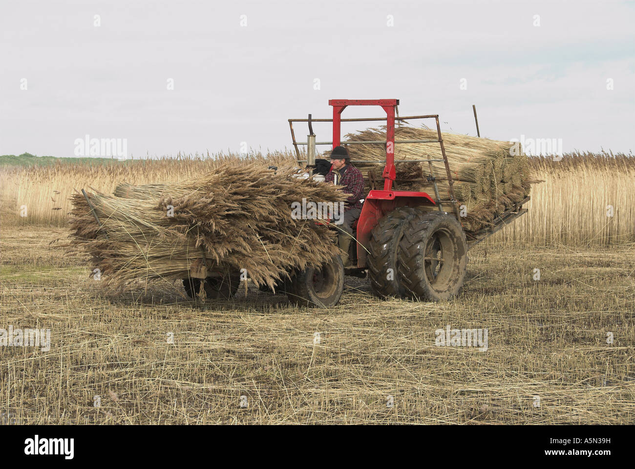Tractor loaded with bundles of reed ready for use North Norfolk UK