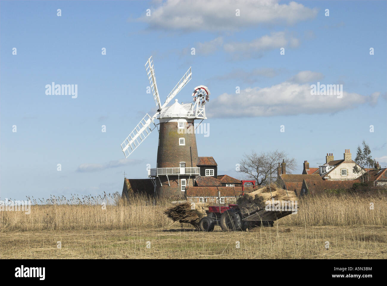 Tractor loaded with bundles of reed ready for use North Norfolk UK Stock Photo