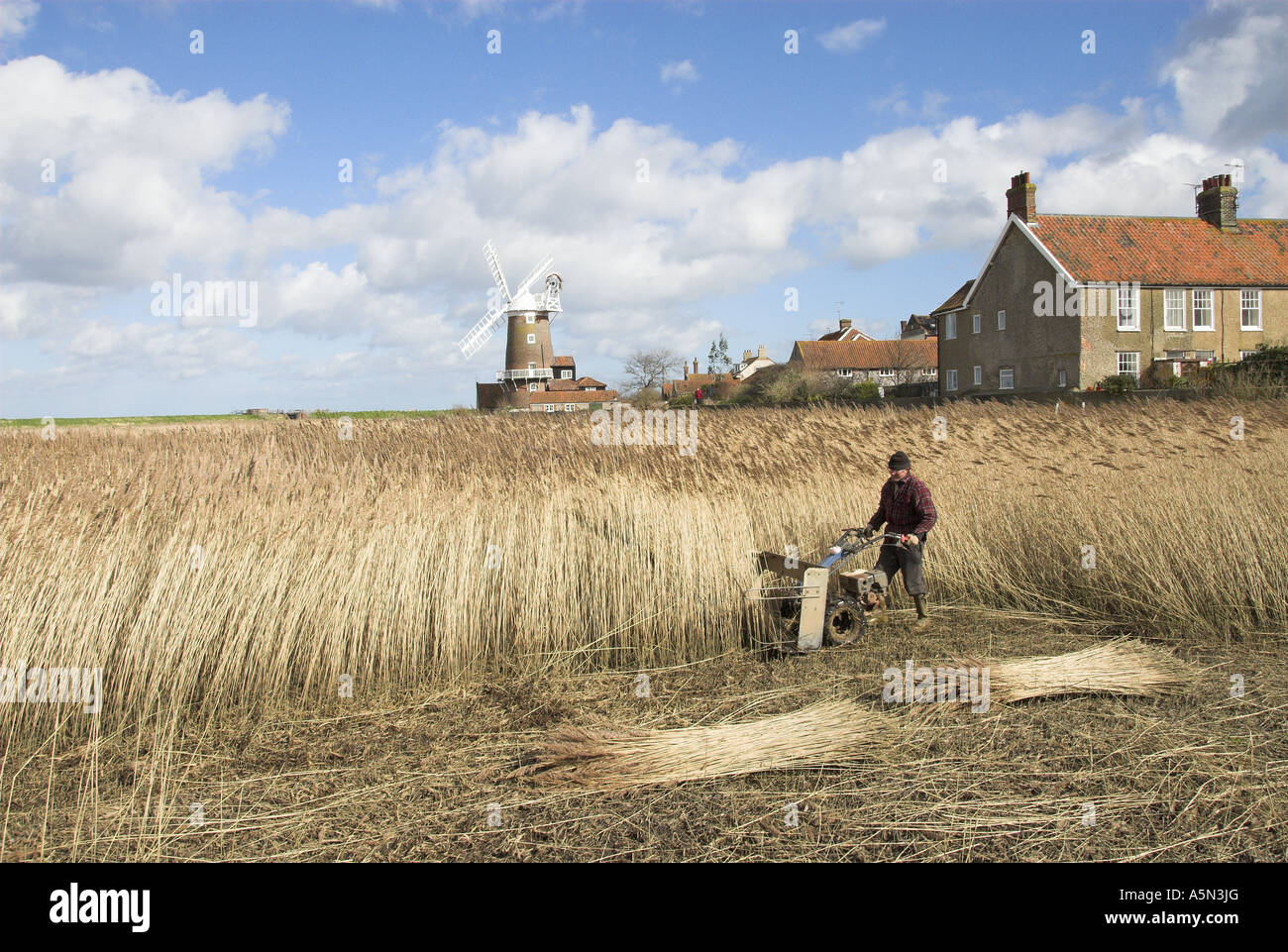 Reedcutter using mechanised cutter to harvest phragmites reed for ...