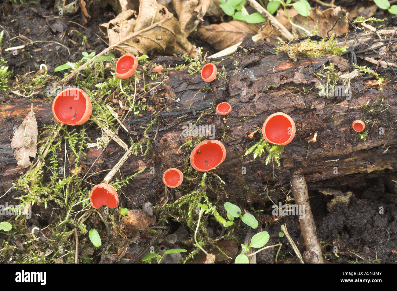 Fungi Scarlet Elf Cup sarcoscypha coccinea fruiting bodies on decaying wood Stock Photo