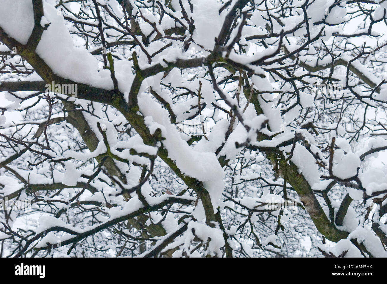 Snow on branches hi-res stock photography and images - Alamy