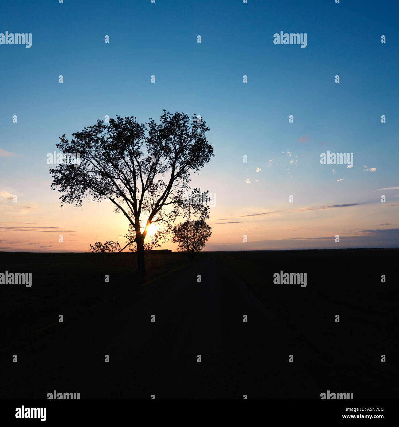 Silhouette of lone tree at sunset in rural field Stock Photo - Alamy