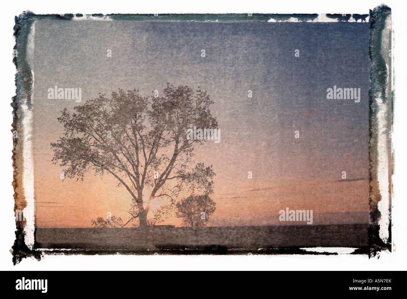 Polaroid transfer of silhouette of lone tree at sunset in rural field Stock Photo