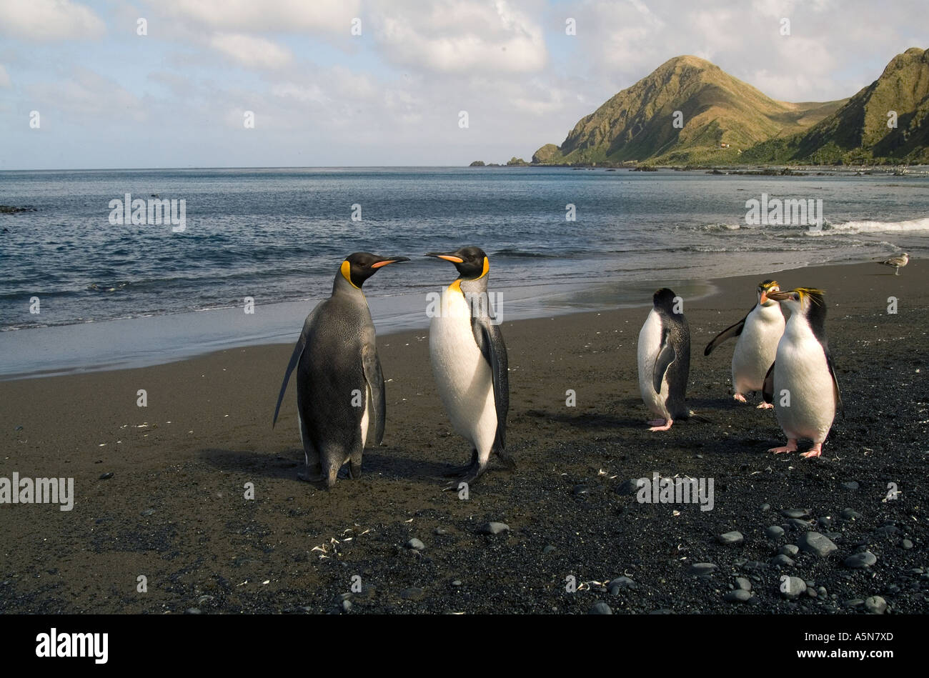 King Penguins Macquarie Island Stock Photo - Alamy