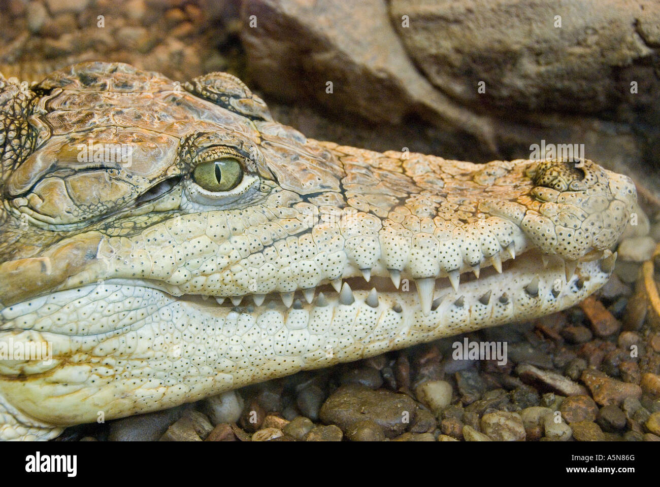 Crocodile Crocodylus Stock Photo