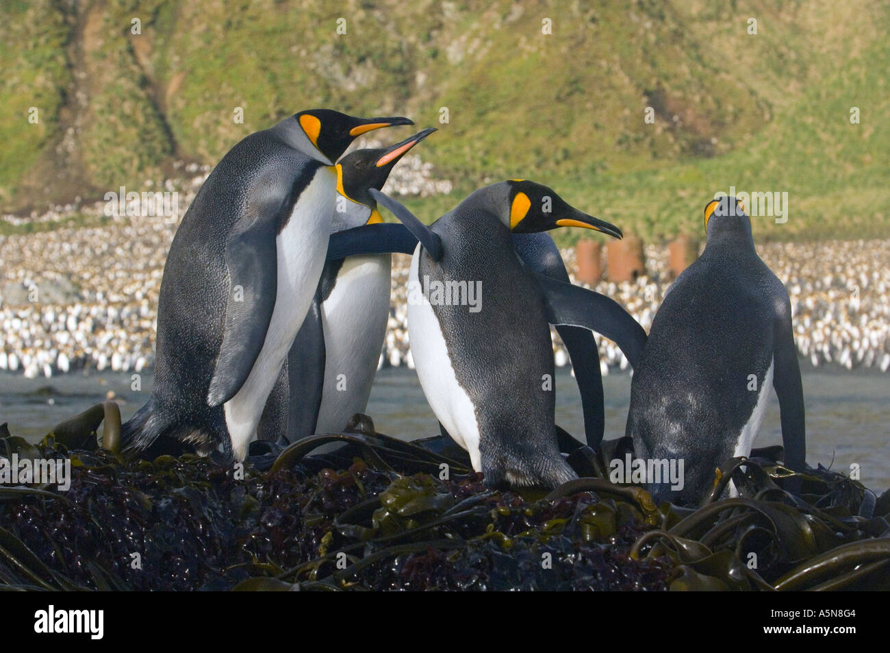 King Penguins Macquarie Island Stock Photo - Alamy