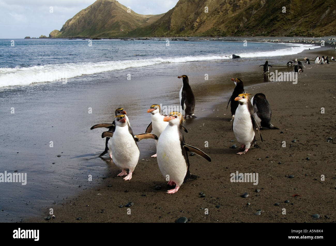 Royal Penguins Macquarie Island Stock Photo - Alamy