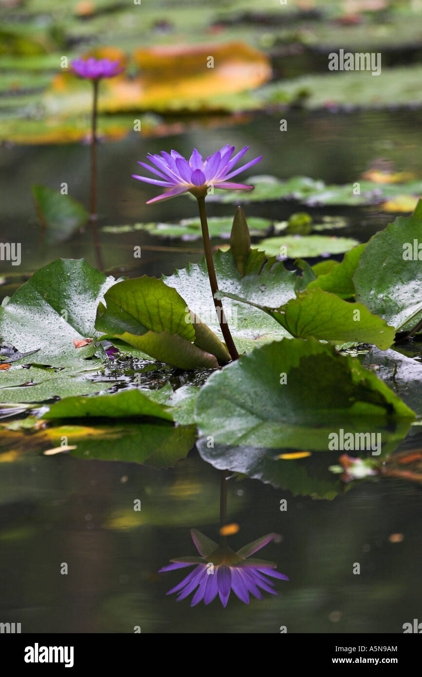 Purple Waterlily Reflection Stock Photo
