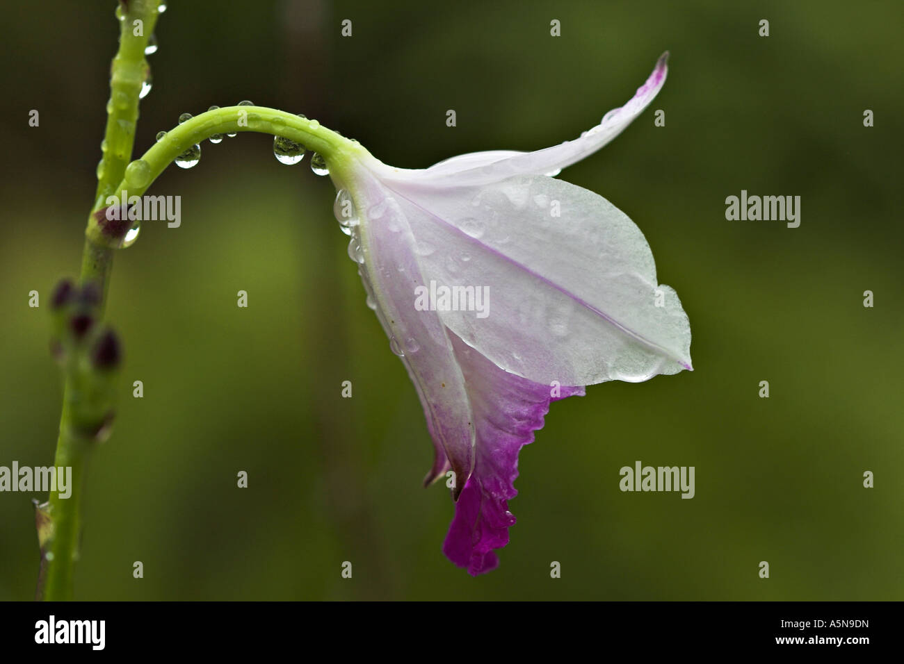 Delicate Forest Bloom: A white and purple iris-like bloom just after a rain shower Stock Photo