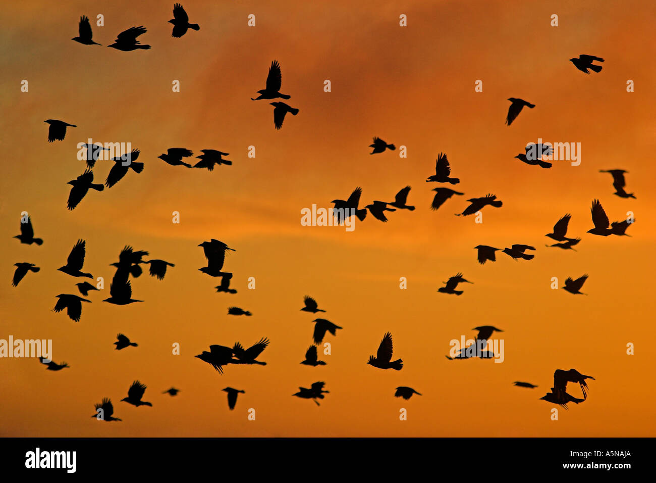 Rooks foraging on the grassy downs at Win Green Hill, Wiltshire close to the border with Dorset. Stock Photo