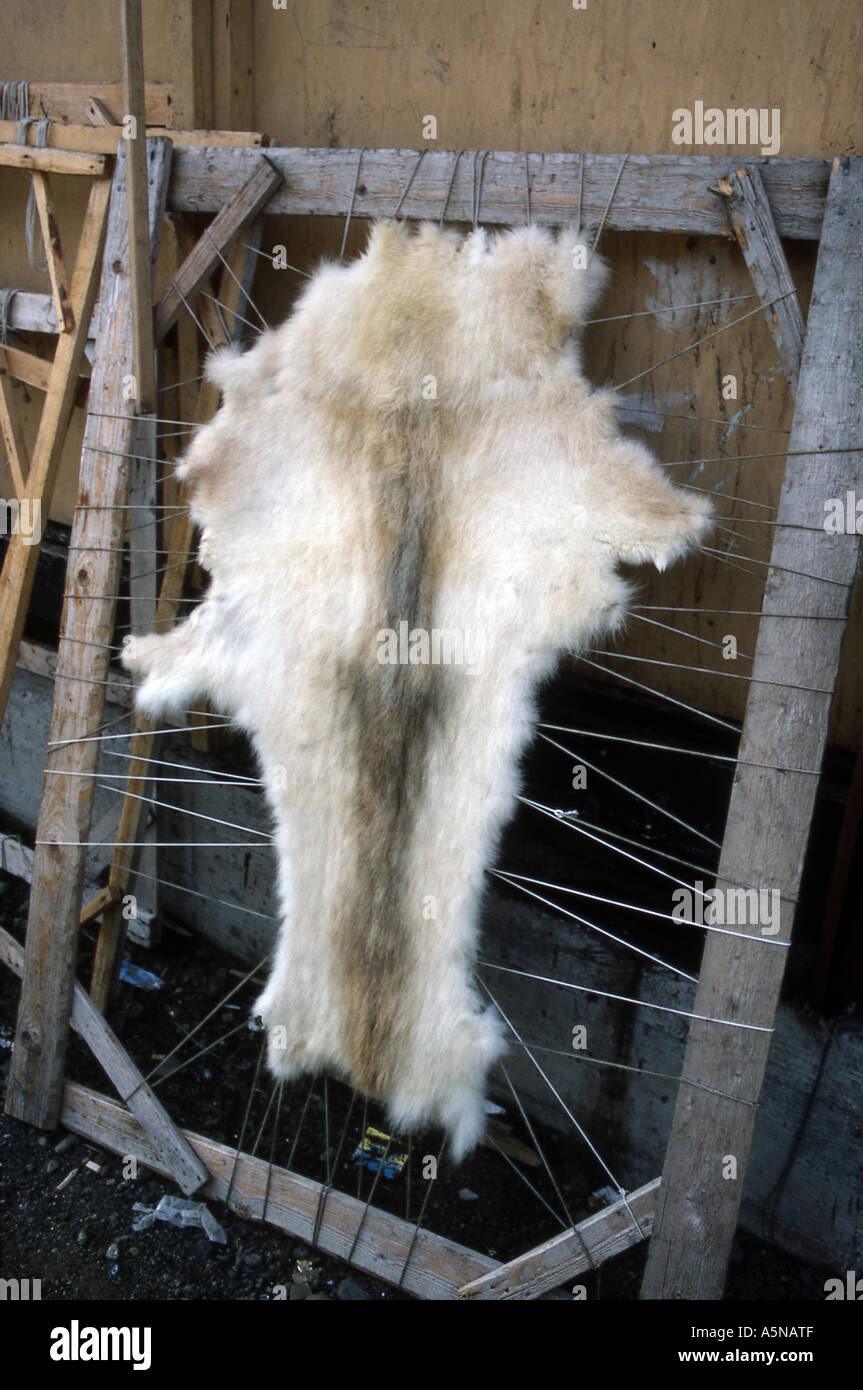 Seal Skin on Frame, Greenland Stock Photo Alamy