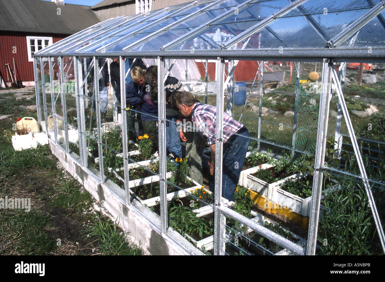Greenhouse in Greenland Stock Photo Alamy