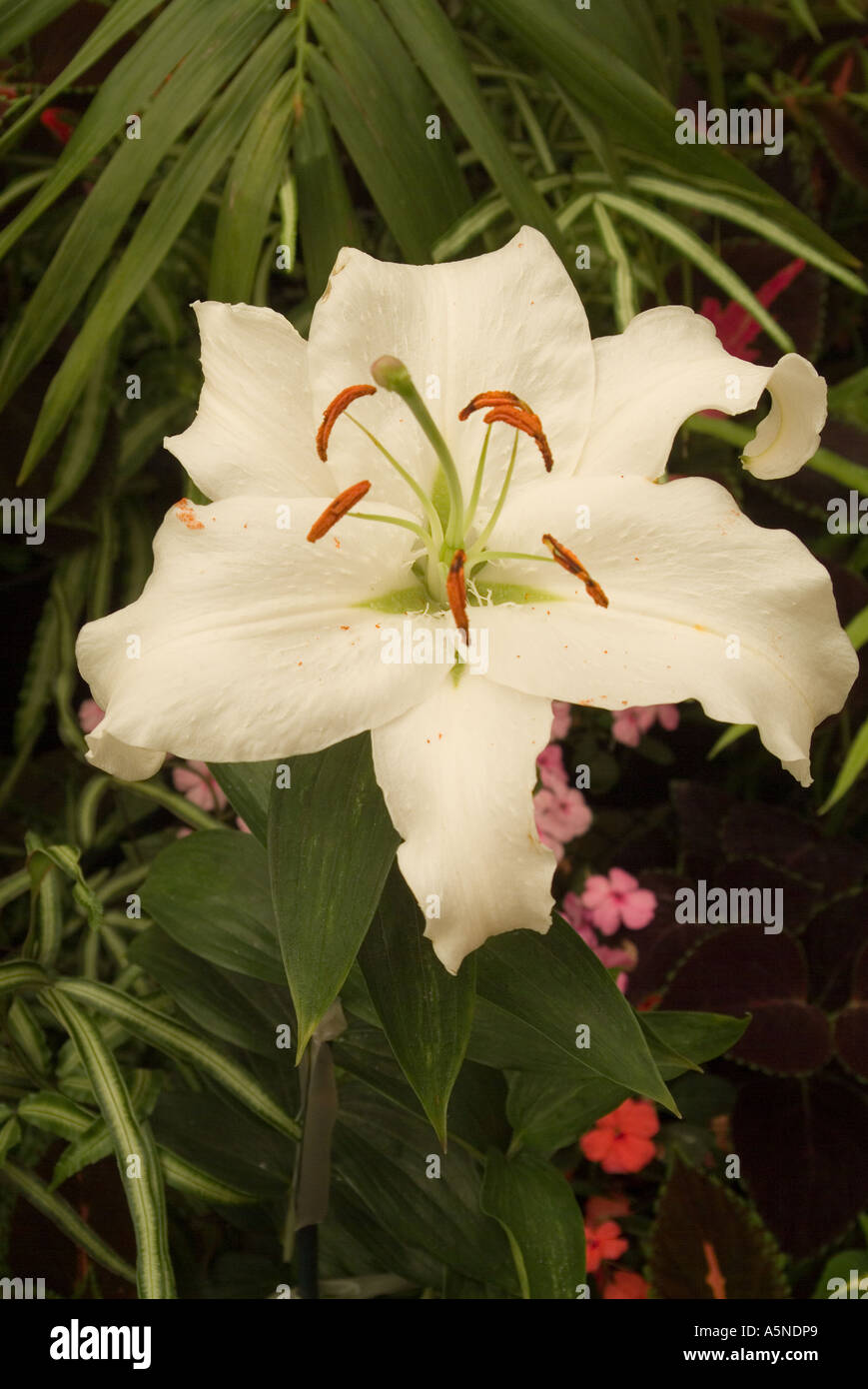 Asiatic hybrid lilly hi-res stock photography and images - Alamy