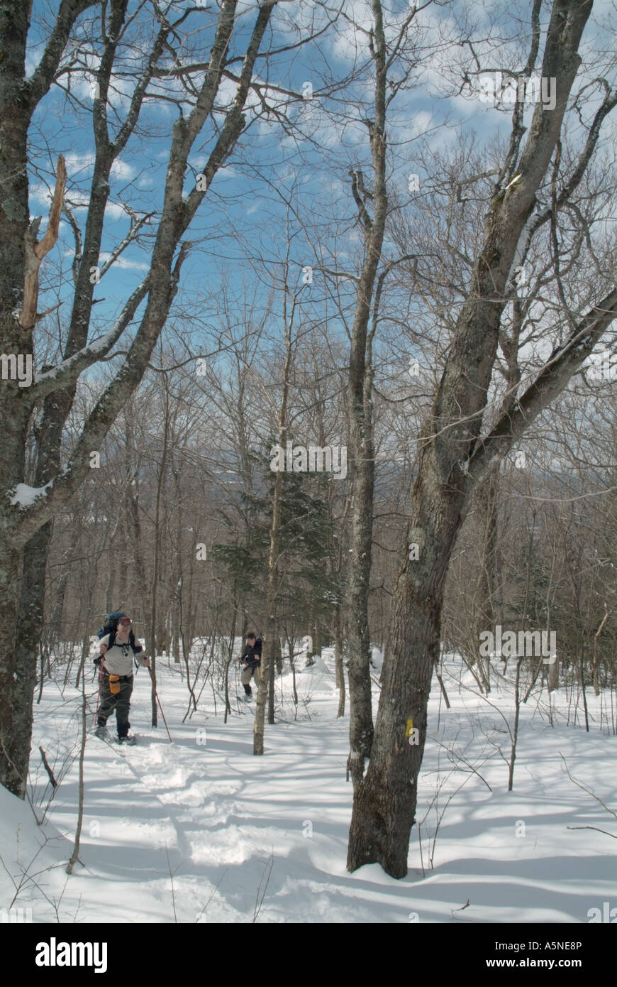 Hikers snowshoeing on Starr King Trail in the White Mountains New