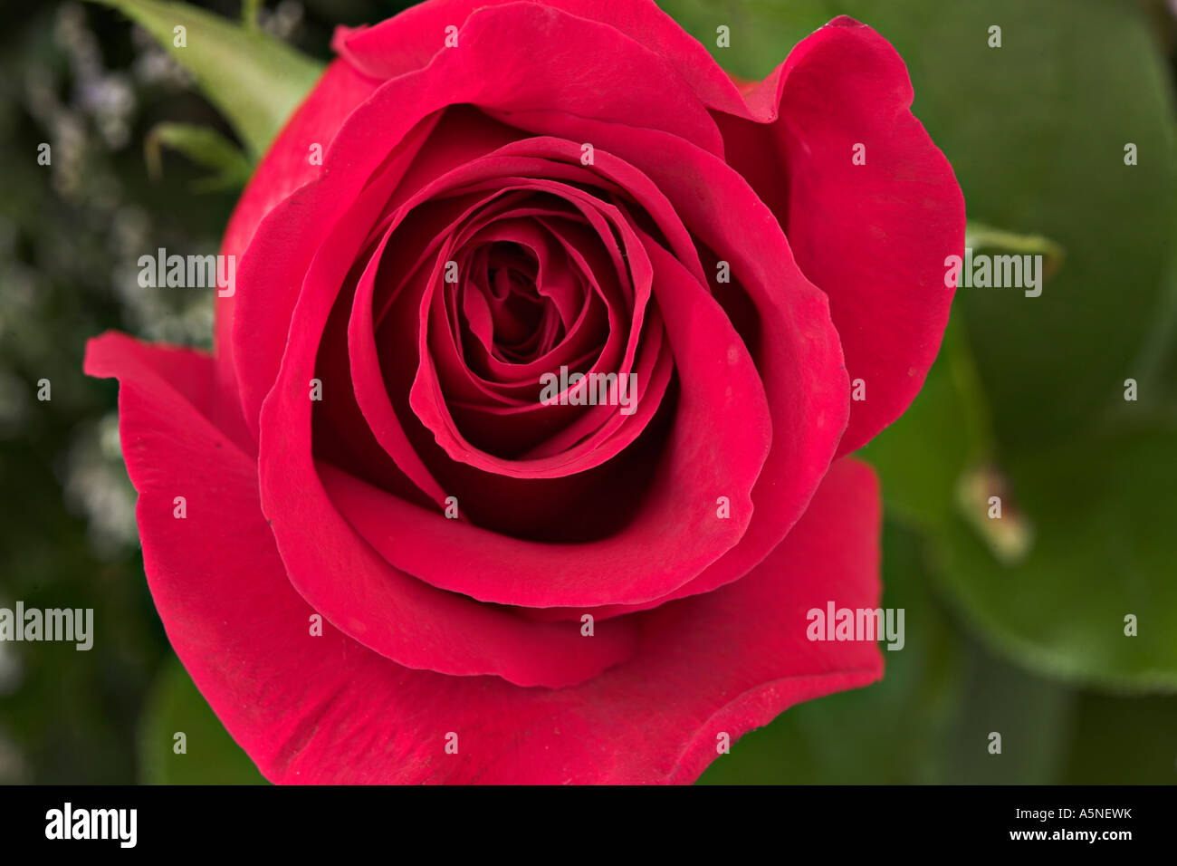 Budding Bloom A closeup view of the whorls of a bright red rose bud