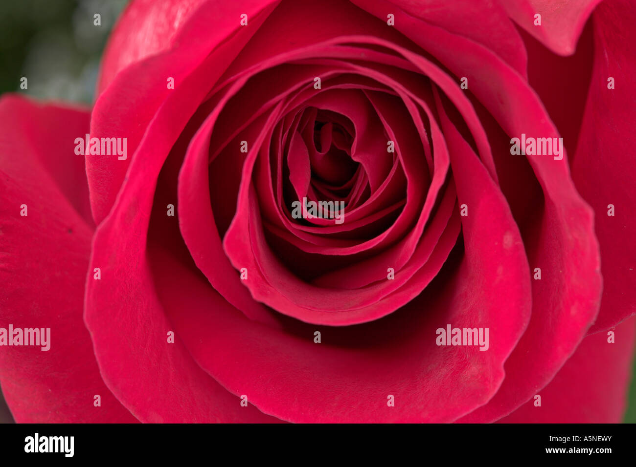 Whorls Of Rose Petals Stock Photo Alamy Whorls Of Rose Petals Stock Photo Alamy