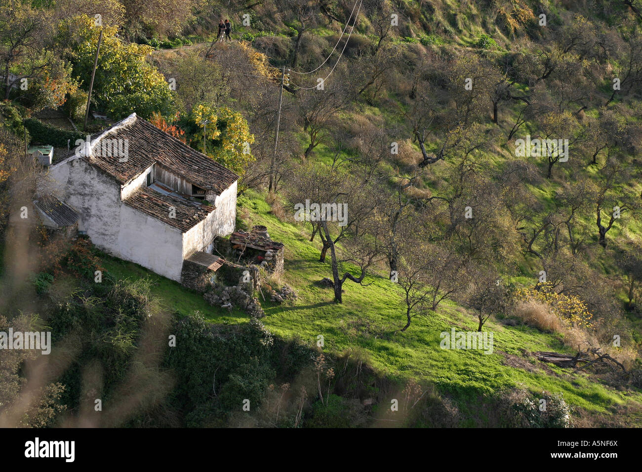 Olive Grove Cottage Stock Photo Alamy