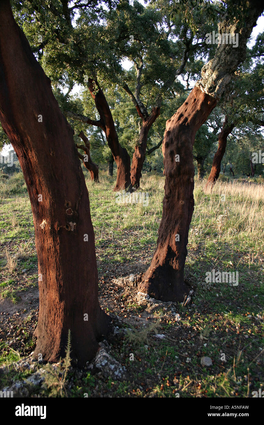 Stripped Cork Oaks Stock Photo