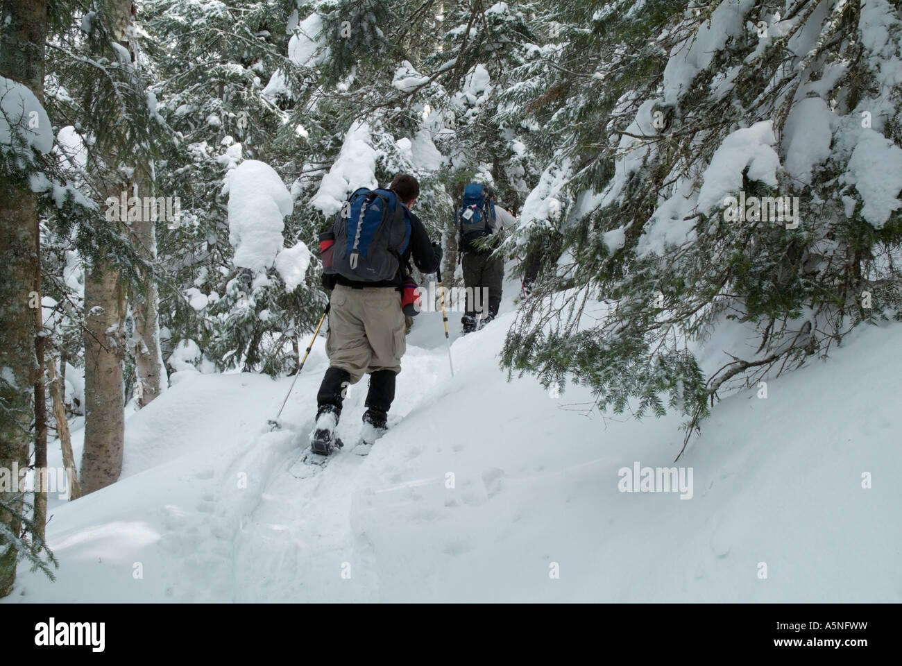 Hikers snowshoeing on Starr King Trail in the White Mountains New