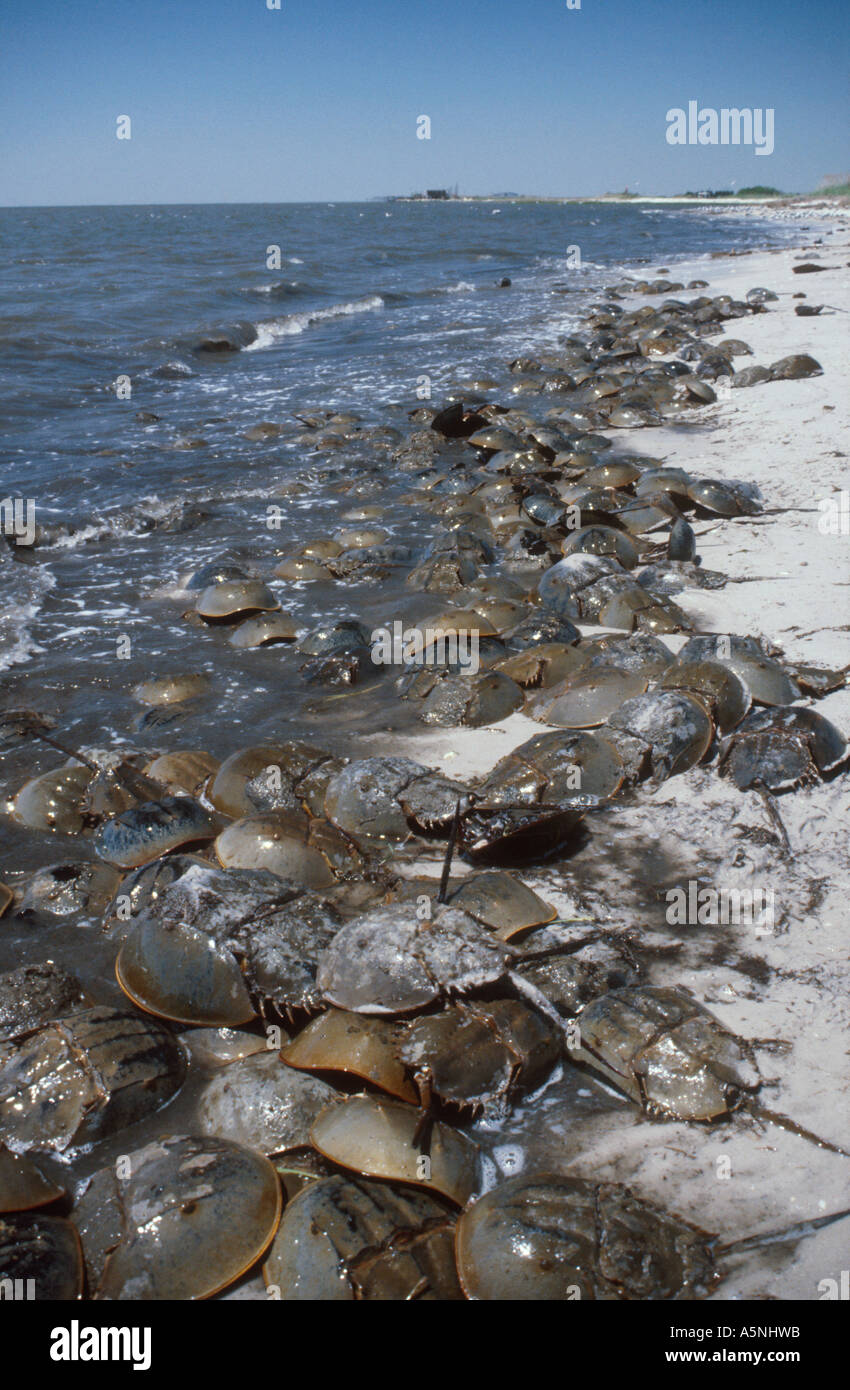 Horseshoe crabs (Limulus polyphemus) mating on the shores of the