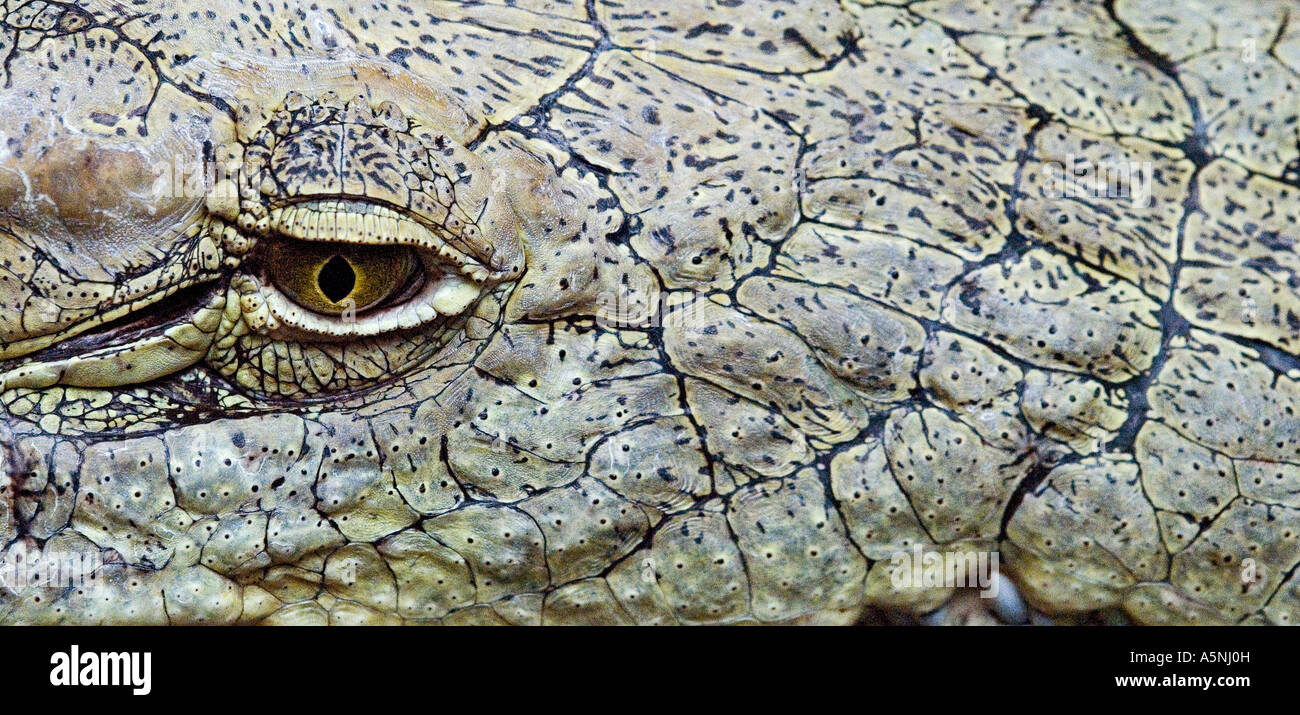 Crocodile Crocodylus Stock Photo