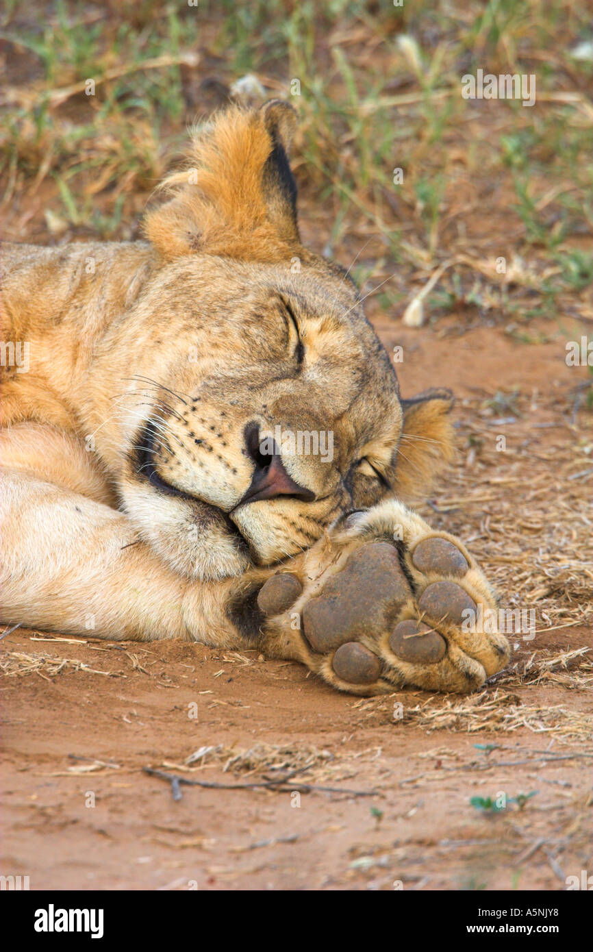 Lion toes hi-res stock photography and images - Alamy